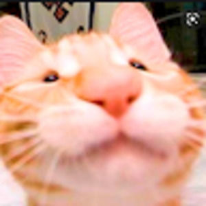 Meet your Posher, Isabella